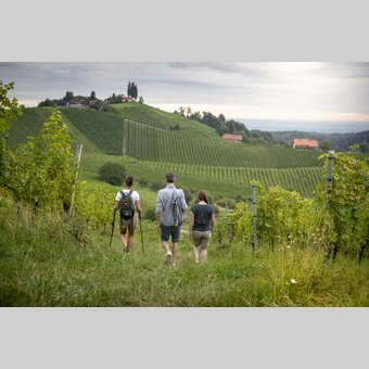 Hiking through the vineyards of southern Styria | © Steiermark Tourismus | Tom Lamm