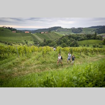 Hiking through the vineyards of southern Styria | © Steiermark Tourismus | Tom Lamm