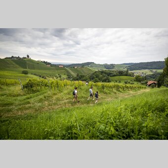 Hiking through the vineyards of southern Styria | © Steiermark Tourismus | Tom Lamm