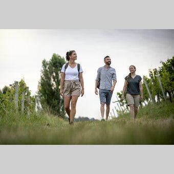 Hiking through the vineyards of southern Styria | © Steiermark Tourismus | Tom Lamm