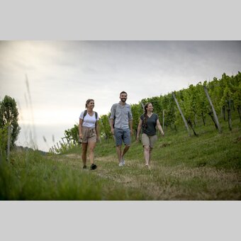 Hiking through the vineyards of southern Styria | © Steiermark Tourismus | Tom Lamm