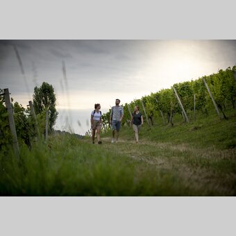 Hiking through the vineyards of southern Styria | © Steiermark Tourismus | Tom Lamm