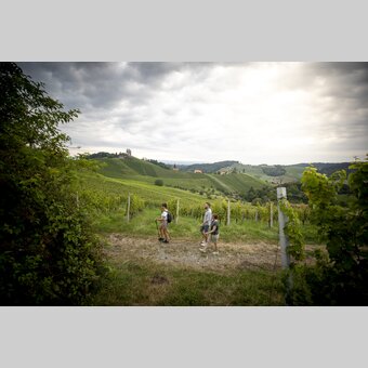 Hiking through the vineyards of southern Styria | © Steiermark Tourismus | Tom Lamm