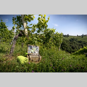 Picnic Still Life in the South Styrian Vineyard | © STG | Tom Lamm