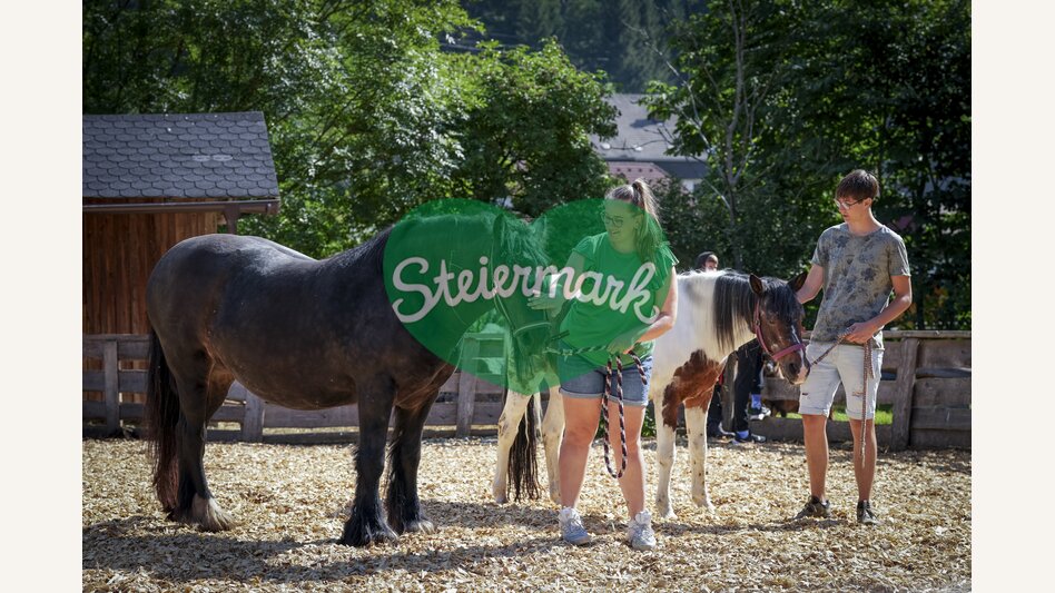 In the petting zoo with the horses | © Steiermark Tourismus | Jesse Streibl