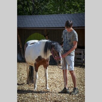 In the petting zoo with the horses | © Steiermark Tourismus | Jesse Streibl