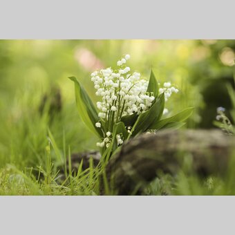 Lily of the Valley | © Steiermark Tourismus | Bernhard Loder