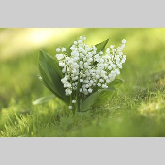Lily of the Valley | © Steiermark Tourismus | Bernhard Loder