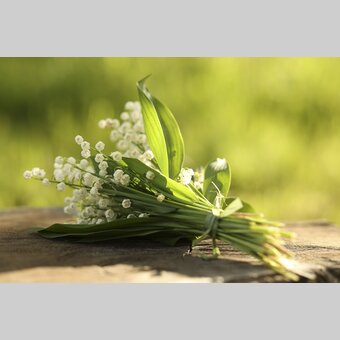 Lily of the Valley | © Steiermark Tourismus | Bernhard Loder