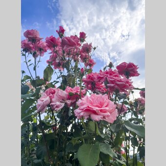 Rose bush | © Steiermark Tourismus | Elisabeth Perl