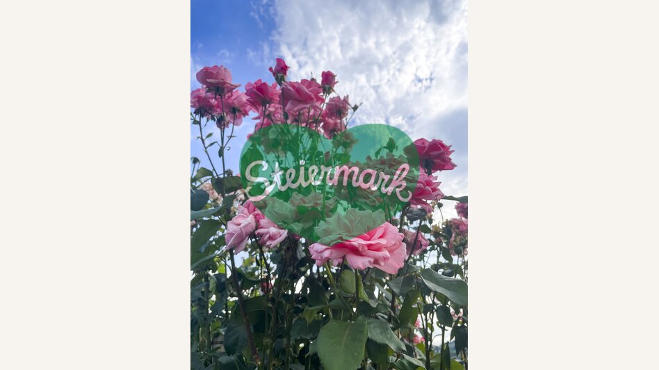 Rose bush | © Steiermark Tourismus | Elisabeth Perl