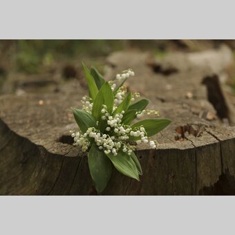 Lily of the Valley | © Steiermark Tourismus | Bernhard Loder