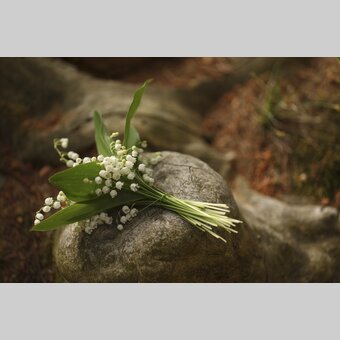 Lily of the Valley | © Steiermark Tourismus | Bernhard Loder
