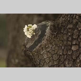 Spring greetings from the anemone | © Steiermark Tourismus | Bernhard Loder