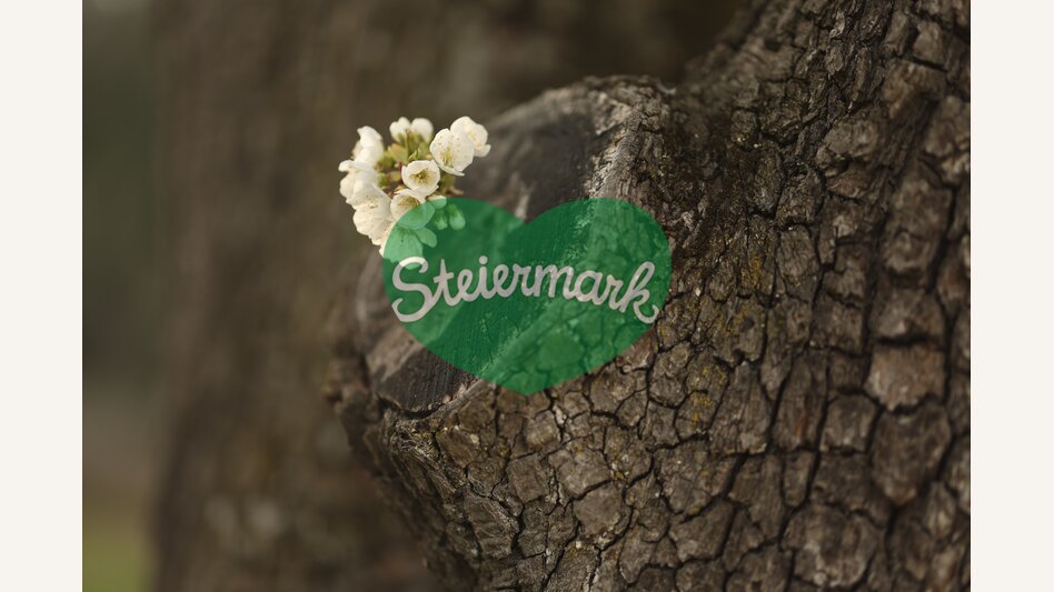 Spring greetings from the anemone | © Steiermark Tourismus | Bernhard Loder