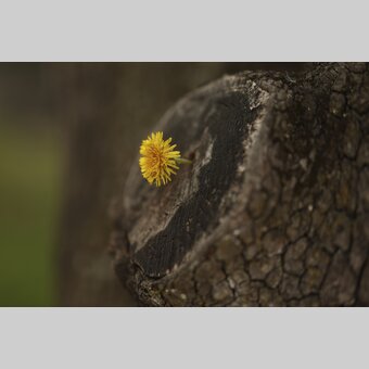 Dandelion | © Steiermark Tourismus | Bernhard Loder