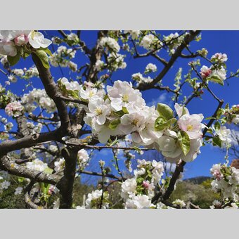 Delicate apple blossom | © Steiermark Tourismus | Günther Steininger