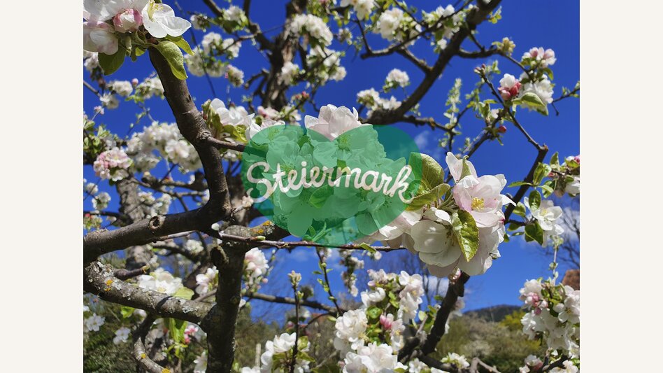 Delicate apple blossom | © Steiermark Tourismus | Günther Steininger