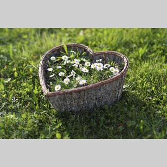 Daisies | © Steiermark Tourismus | Bernhard Loder
