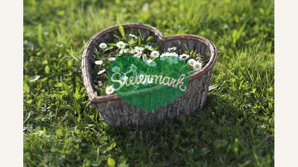 Daisies | © Steiermark Tourismus | Bernhard Loder