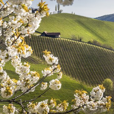 Die malerische Landschaft der Südsteiermark
