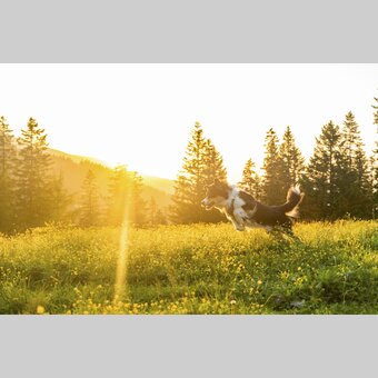 Leap into the sea of flowers | © Steiermark Tourismus | Mias Photoart