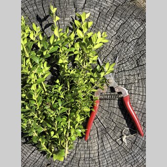 Buchsbaum: wichtig für die Palmbuschen | © STG | Amra Candic