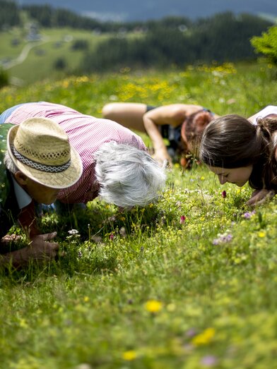 Alpenblumen hautnah auf der Aflenzer Bürgeralm | © TV Hochsteiermark | Tom Lamm