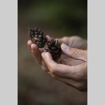 Pine cone | © Steiermark Tourismus | Punkt & Komma