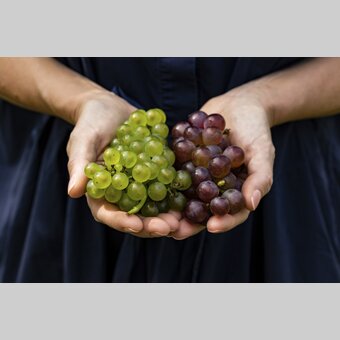 Grapes | © Steiermark Tourismus | Punkt & Komma