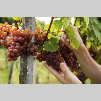 Grapes | © Steiermark Tourismus | Punkt & Komma
