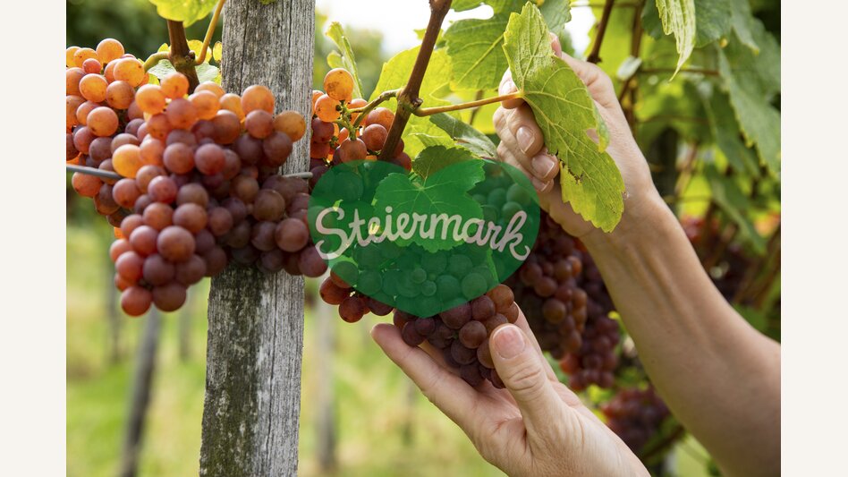 Grapes | © Steiermark Tourismus | Punkt & Komma