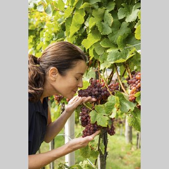 Healing power from nature | © Steiermark Tourismus | Punkt & Komma