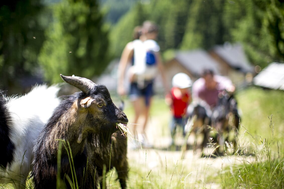 Familienurlaub mit Kind - und Ziegen | © STG | Tom Lamm
