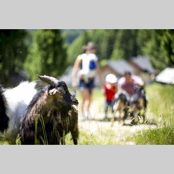 Familienurlaub mit Kind - und Ziegen | © STG | Tom Lamm