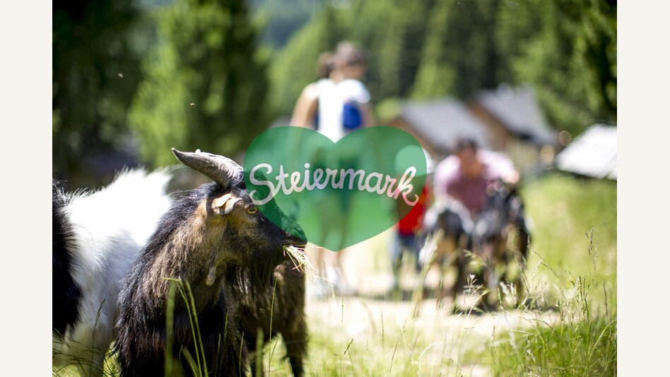 Familienurlaub mit Kind - und Ziegen | © STG | Tom Lamm