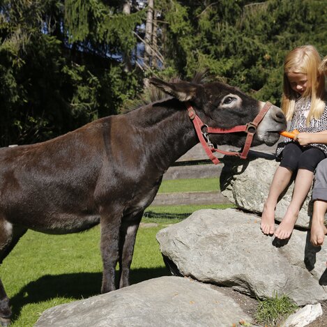 Tiere hautnah erleben: Ferien in der Steiermark | © STG | Herbert Raffalt