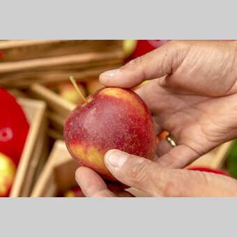 Styrian apple | © Steiermark Tourismus | www.johannesgeyer.com