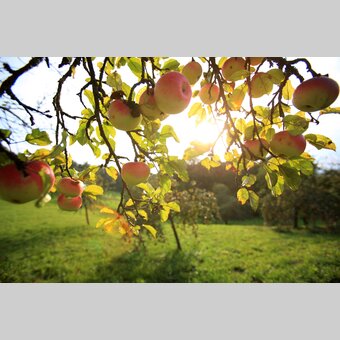 Steirischer Apfelbaum: Äpfel im Grünen Herz | © STG | Harry Schiffer