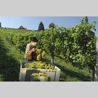 Weinlese im Herbst | © STG | Hagspiel