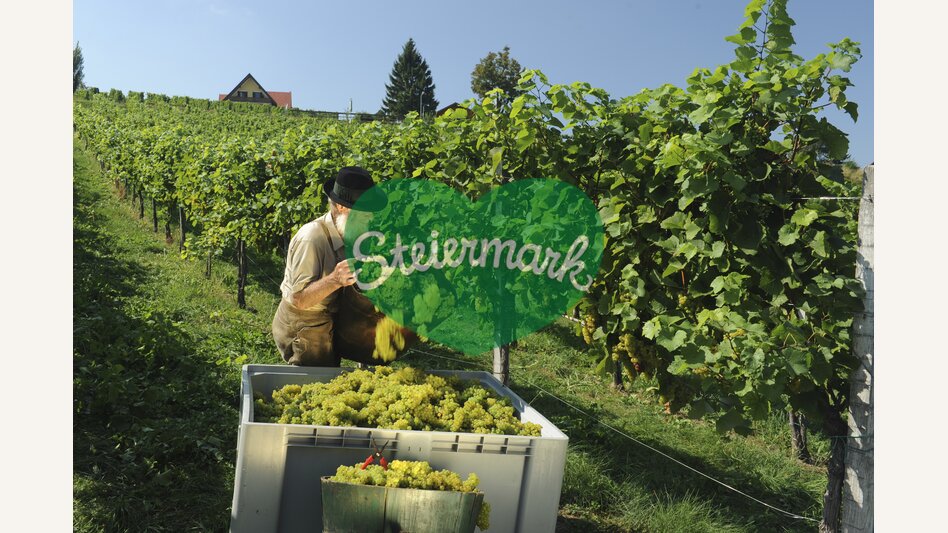 Weinlese im Herbst | © STG | Hagspiel