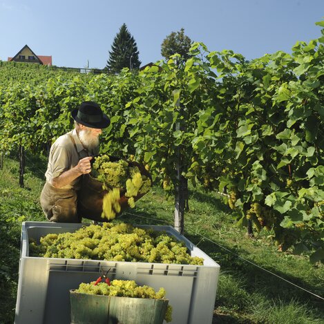 Weinlese im Herbst | © STG | Hagspiel