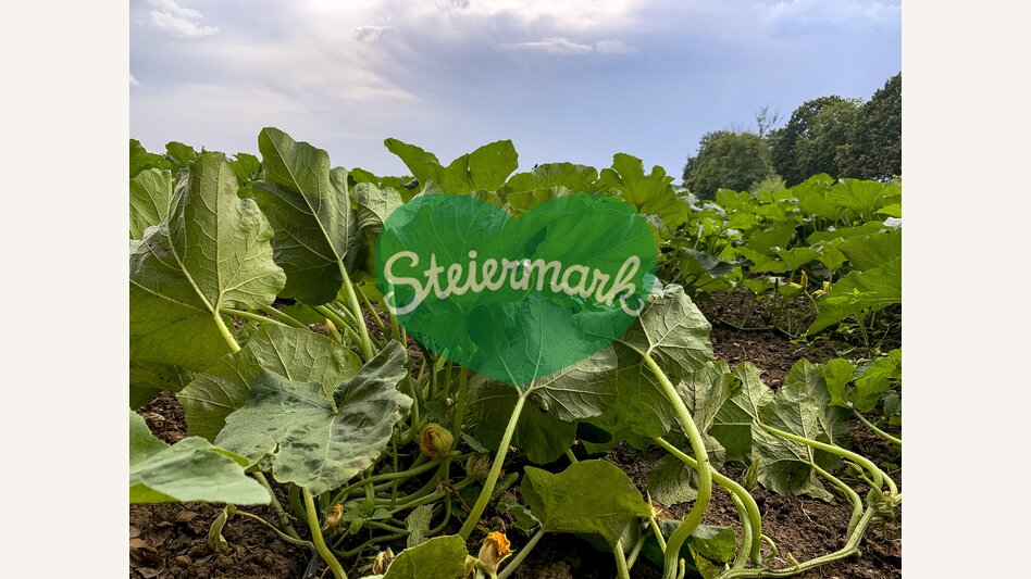 Field of pumpkins at the Weinberg-Tour close to Klöch | © Steiermark Tourismus | Klein