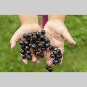 Aronia | © Steiermark Tourismus | www.johannesgeyer.com