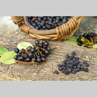 Aronia | © Steiermark Tourismus | www.johannesgeyer.com