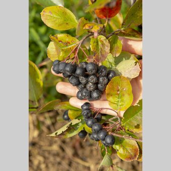 Aronia | © Steiermark Tourismus | www.johannesgeyer.com