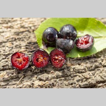 Aronia | © Steiermark Tourismus | www.johannesgeyer.com