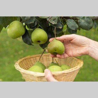 Hirschbirnen (pears) from Pöllau | © Steiermark Tourismus | www.johannesgeyer.com