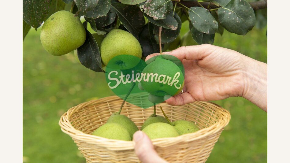 Hirschbirnen (pears) from Pöllau | © Steiermark Tourismus | www.johannesgeyer.com