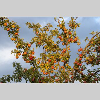 Apple tree before the harvest | © Steiermark Tourismus | www.johannesgeyer.com